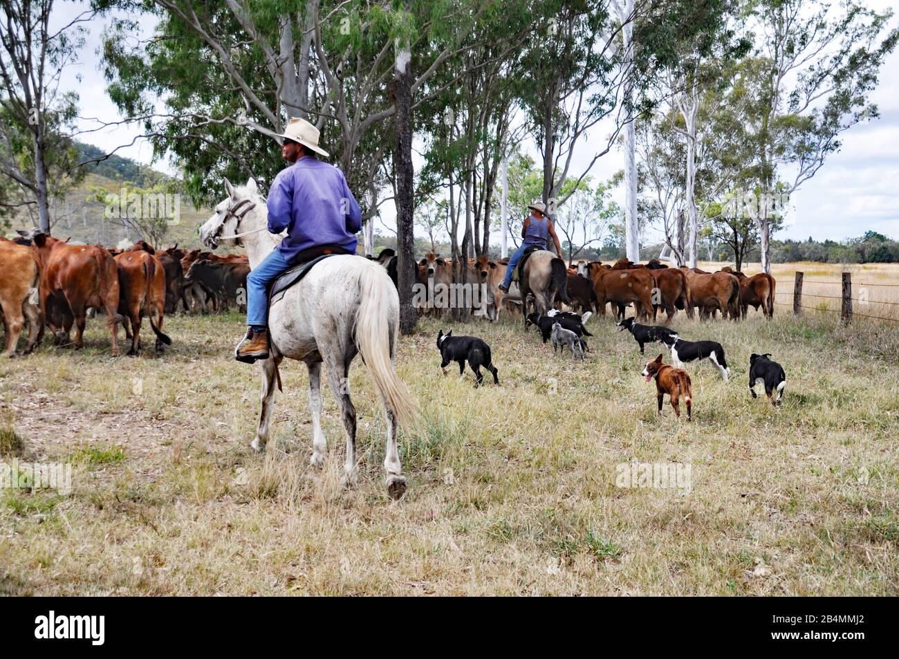 AUSTRALIAN CATTLE STATION MUSTERING CATTLE Stock Photo