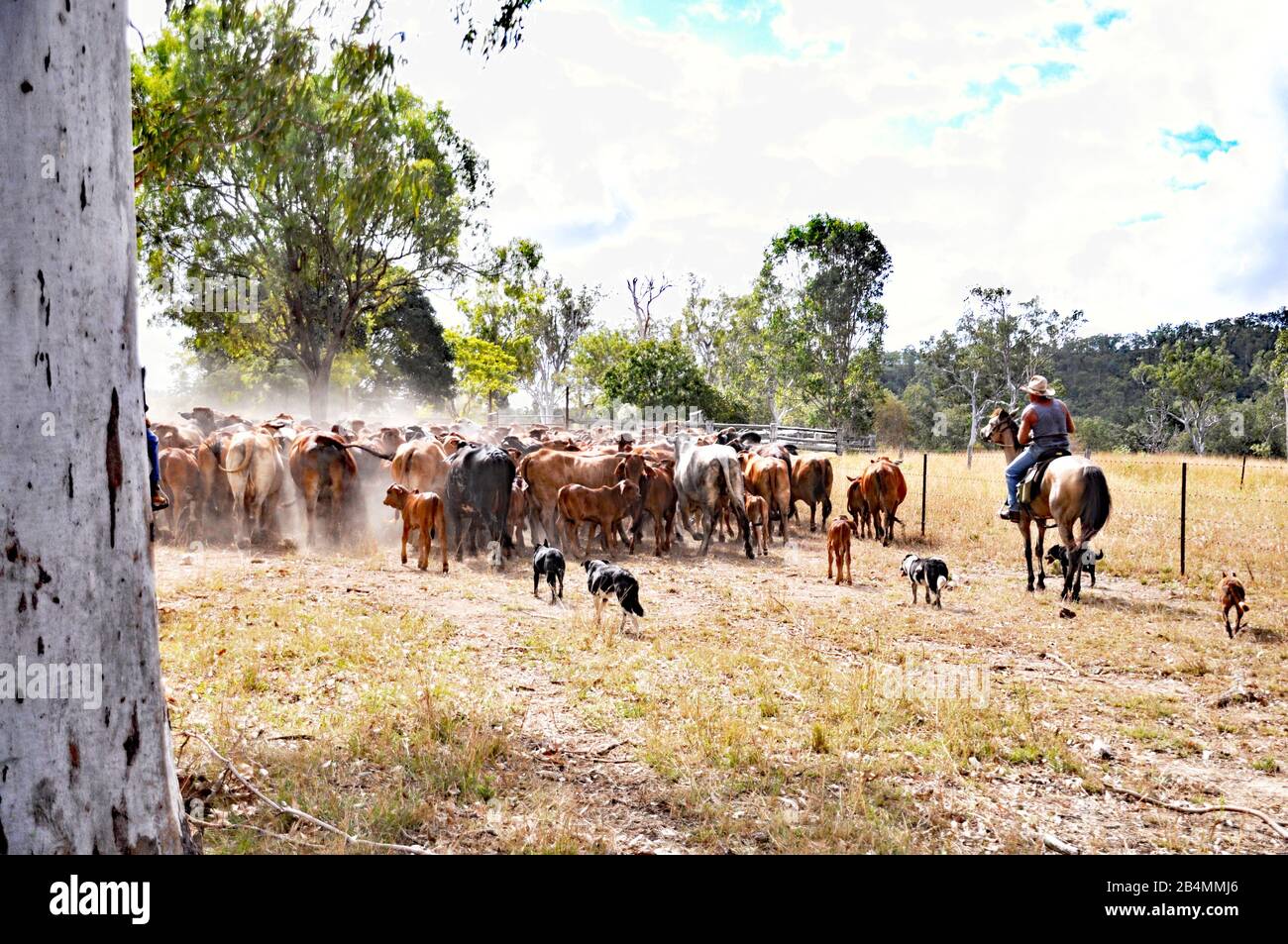 Australian Cattle Station High Resolution Stock Photography and Images