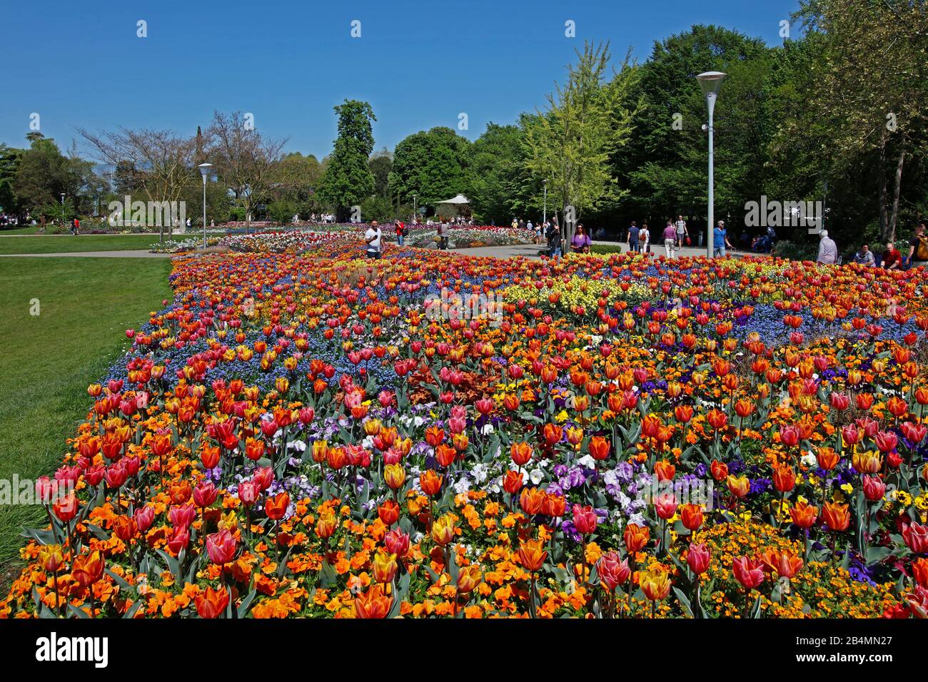 Germany, Baden-Wuerttemberg, Mannheim, Luisenpark in spring, tulip blossom, the Obere Luisenpark is the largest and most popular park in Mannheim. Stock Photo