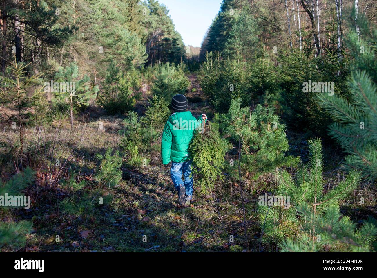 Junge, 8-10Jahre, trägt eine abgesägte Kiefer aus dem Wald,traditionelles Weihnachtsbaumschlagen. Stock Photo