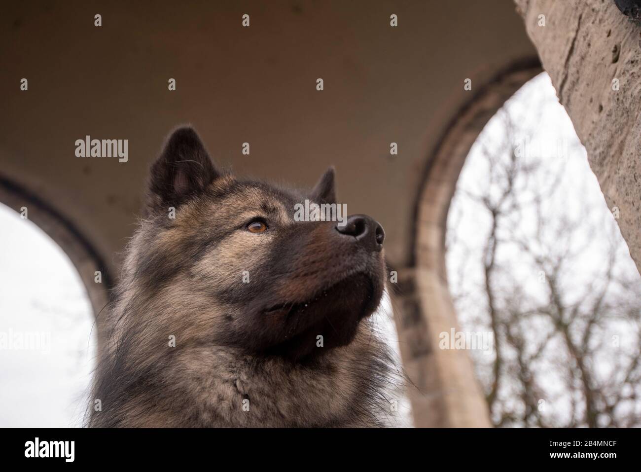 Eurasier German Dog Breed Stock Photo Alamy