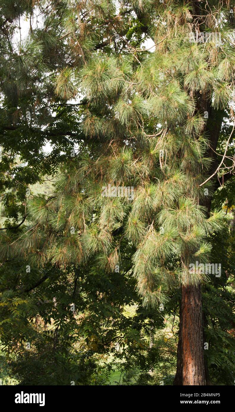 Pinus strobus plant, large tree. grows in the North-Eastern regions of North America. Stock Photo