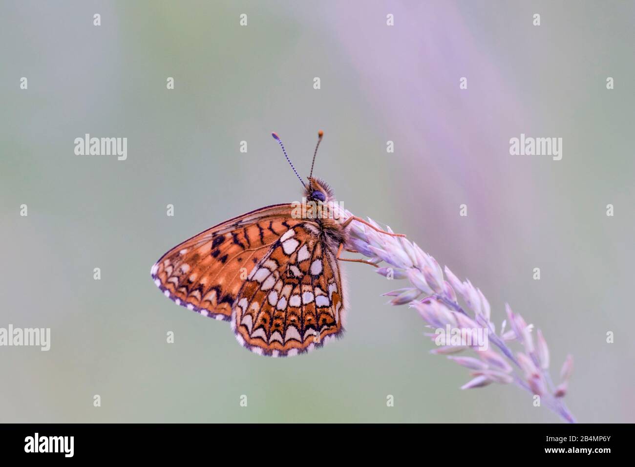 Summer in Bavaria. Impressions from the foothills of the Alps: Fritillary in a summer meadow Stock Photo