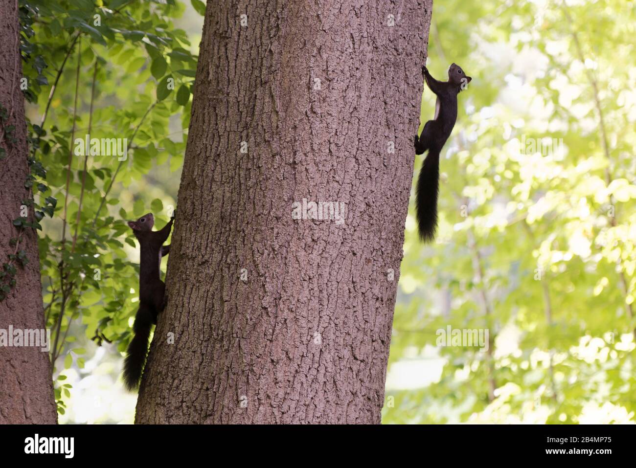 Summer in Bavaria. Impressions from the Alpine foothills: squirrels run up and down a tree trunk Stock Photo