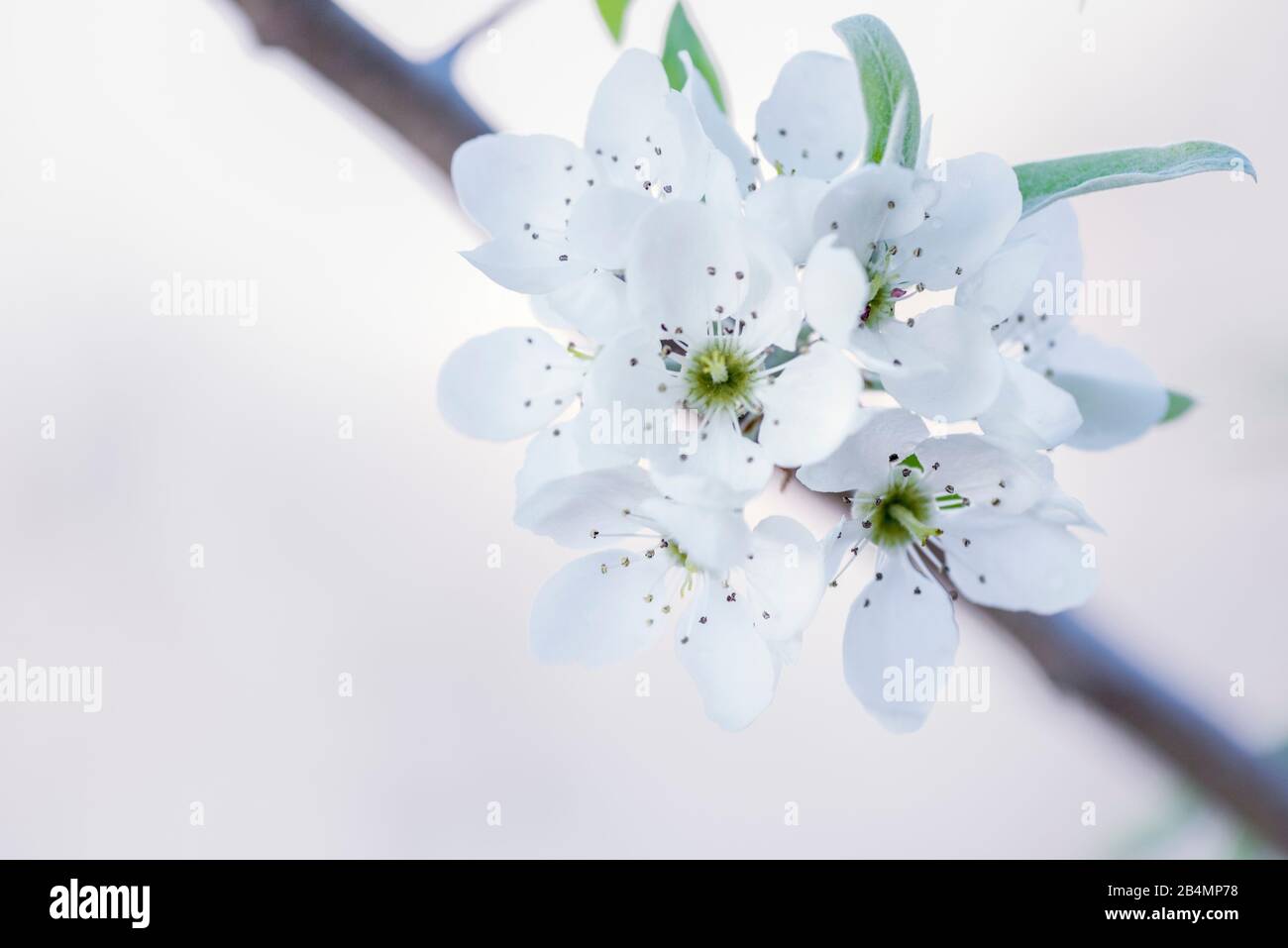Summer in Bavaria. Impressions from the Alpine foothills: pear blossom Stock Photo