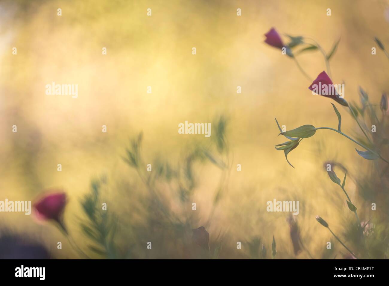 Summer in Bavaria. Impressions from the Alpine foothills: red flax in a farm garden. Stock Photo