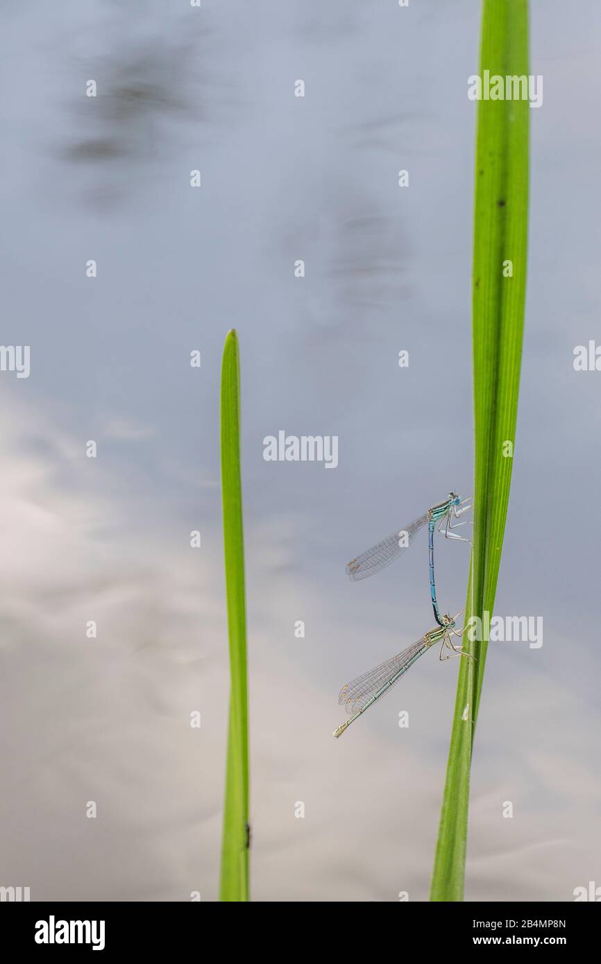 Summer in Bavaria. Impressions from the Alpine foothills: mating small dragonflies on the water. Stock Photo