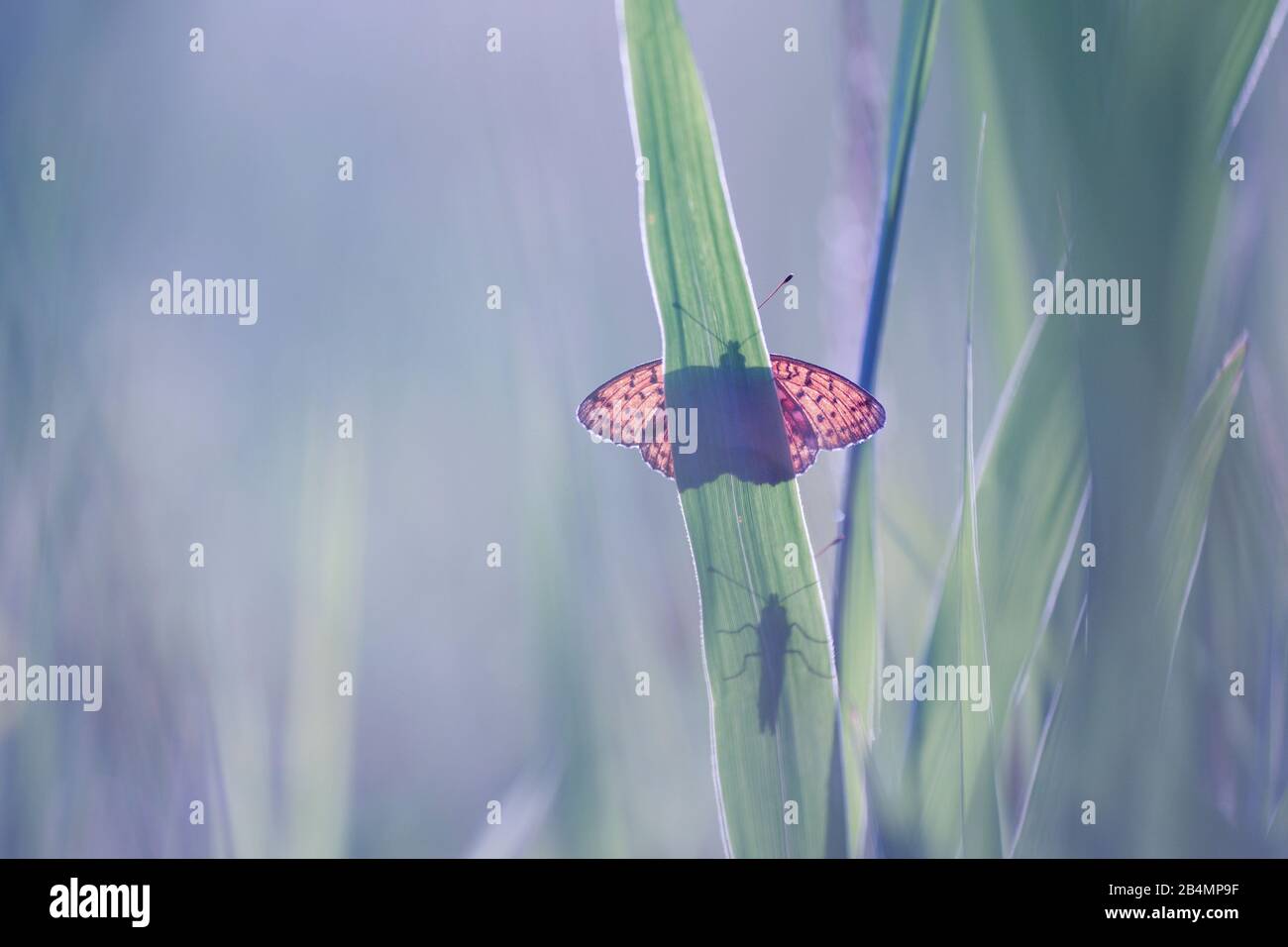 Summer in Bavaria. Impressions from the foothills of the Alps: two butterflies in the reeds, backlight shot Stock Photo