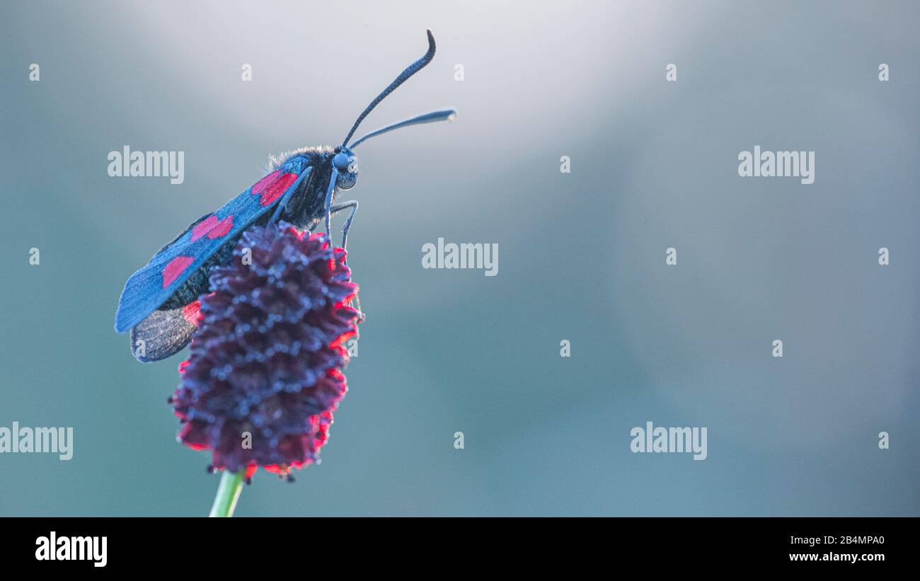 Summer in Bavaria. Impressions from the foothills of the Alps: burnet on a plant Stock Photo