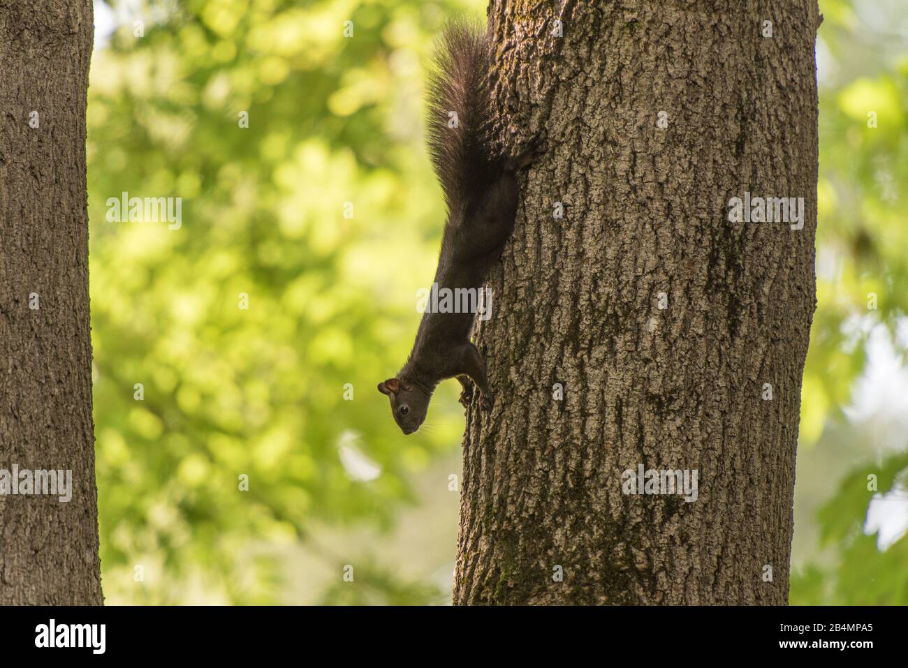 Summer in Bavaria. Impressions from the Alpine foothills: squirrels run up and down a tree trunk Stock Photo