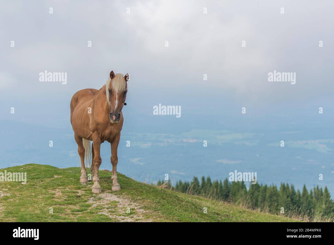 Summer in Bavaria. Impressions from the foothills of the Alps: mountain hike on the Hörnle. Free-running horse, in the background Bad Kohlgrub. Stock Photo