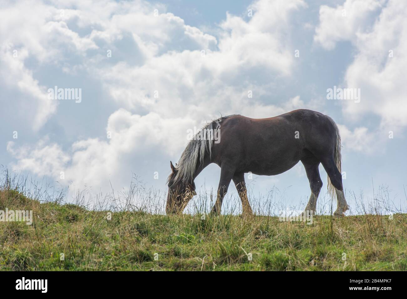 Summer in Bavaria. Impressions from the foothills of the Alps: mountain hike on the Hörnle. Free-running horse. Stock Photo