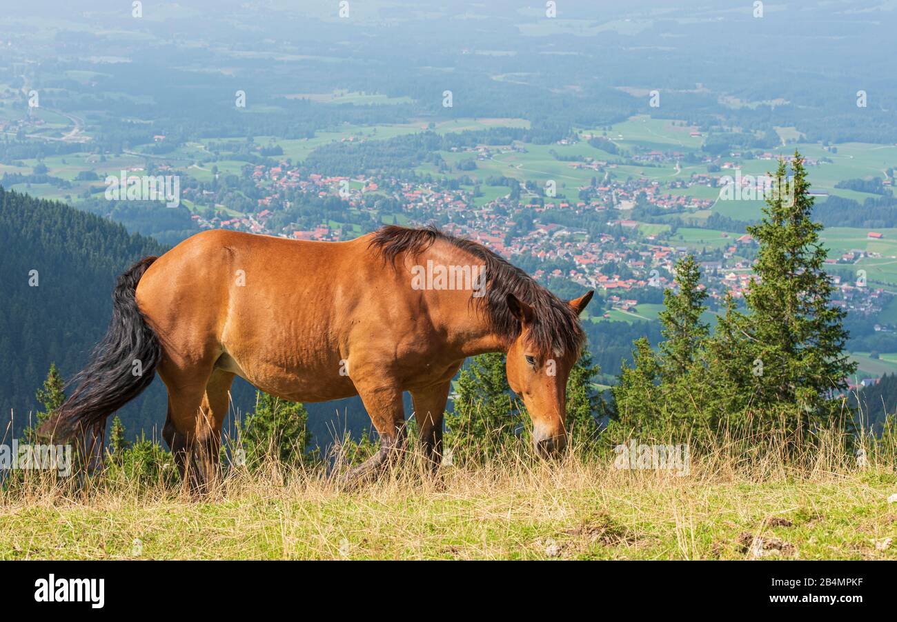 Summer in Bavaria. Impressions from the foothills of the Alps: mountain hike on the Hörnle. Free-running horse, Bad Kohlgrub is visible in the valley. Stock Photo