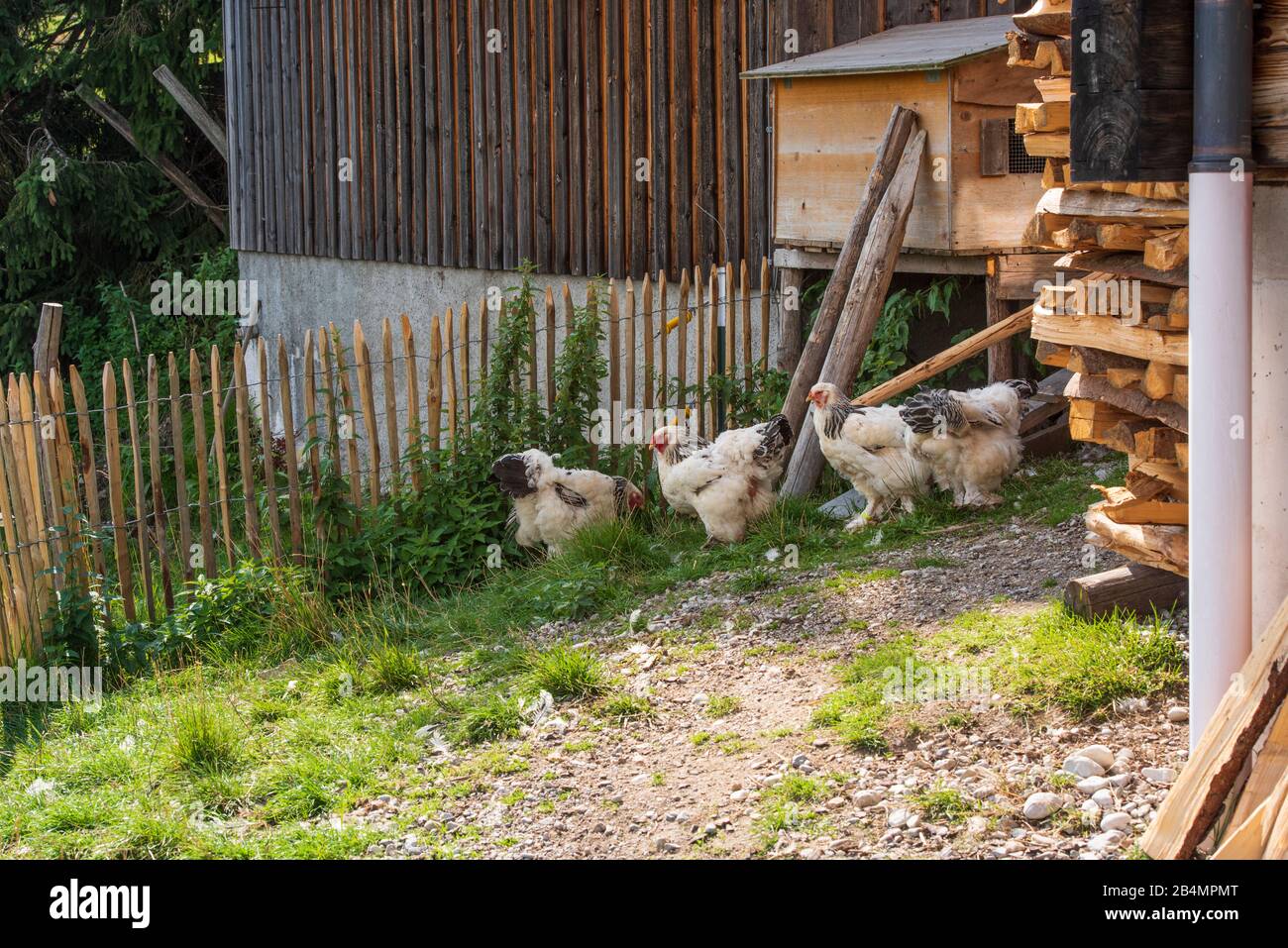 Summer in Bavaria. Impressions from the foothills of the Alps: mountain hike on the Hörnle. Free-range chickens behind an alpine hut. Stock Photo