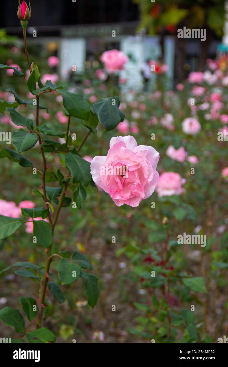 Pink rose flowers in beautiful garden at the morning, summertime. the splendor of the flowering plants.  Stock Photo