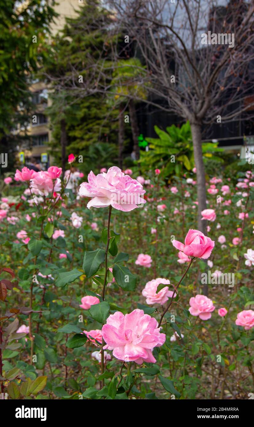 Pink rose flowers in beautiful garden at the morning, summertime. the splendor of the flowering plants. Stock Photo