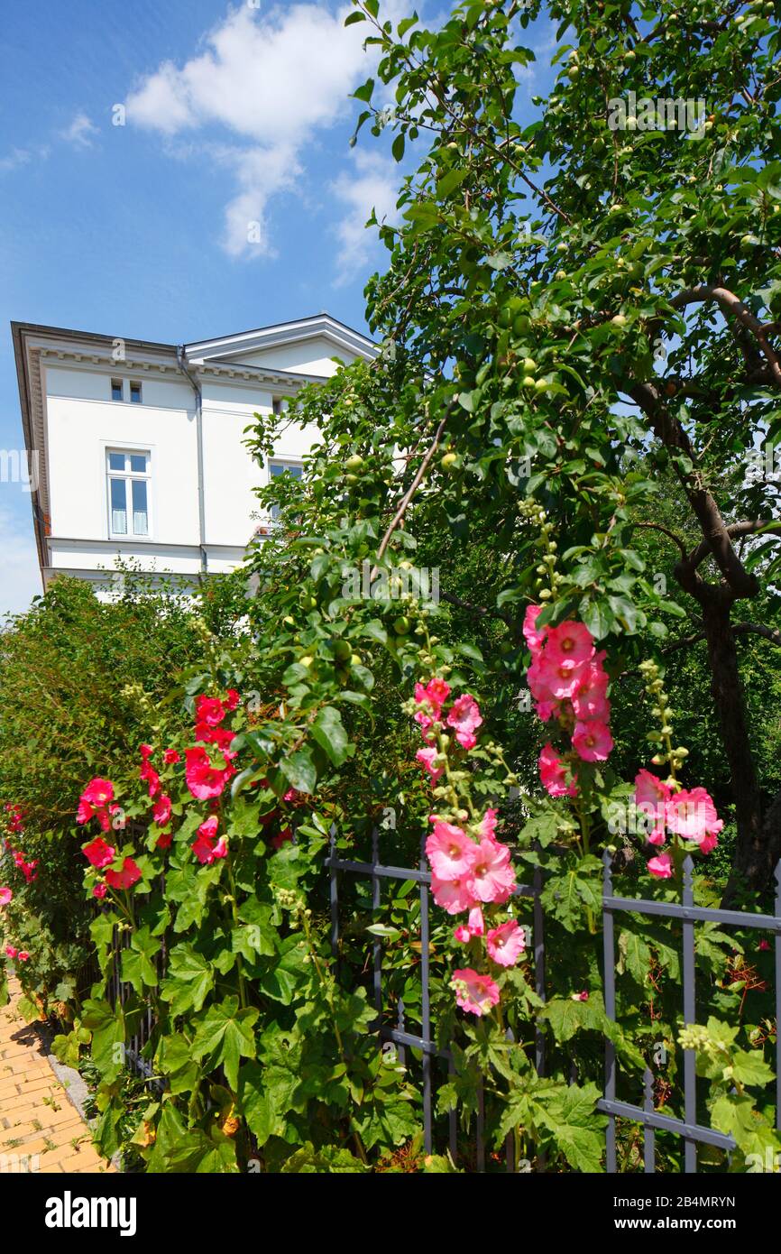 Garden fence with hollyhocks hi-res stock photography and images - Alamy