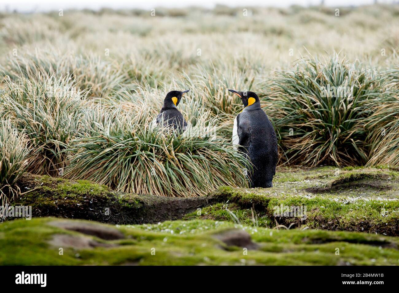 King Penguin (Aptenodytes patagonicus) colony, Salisbury Plain, South Georgia Stock Photo