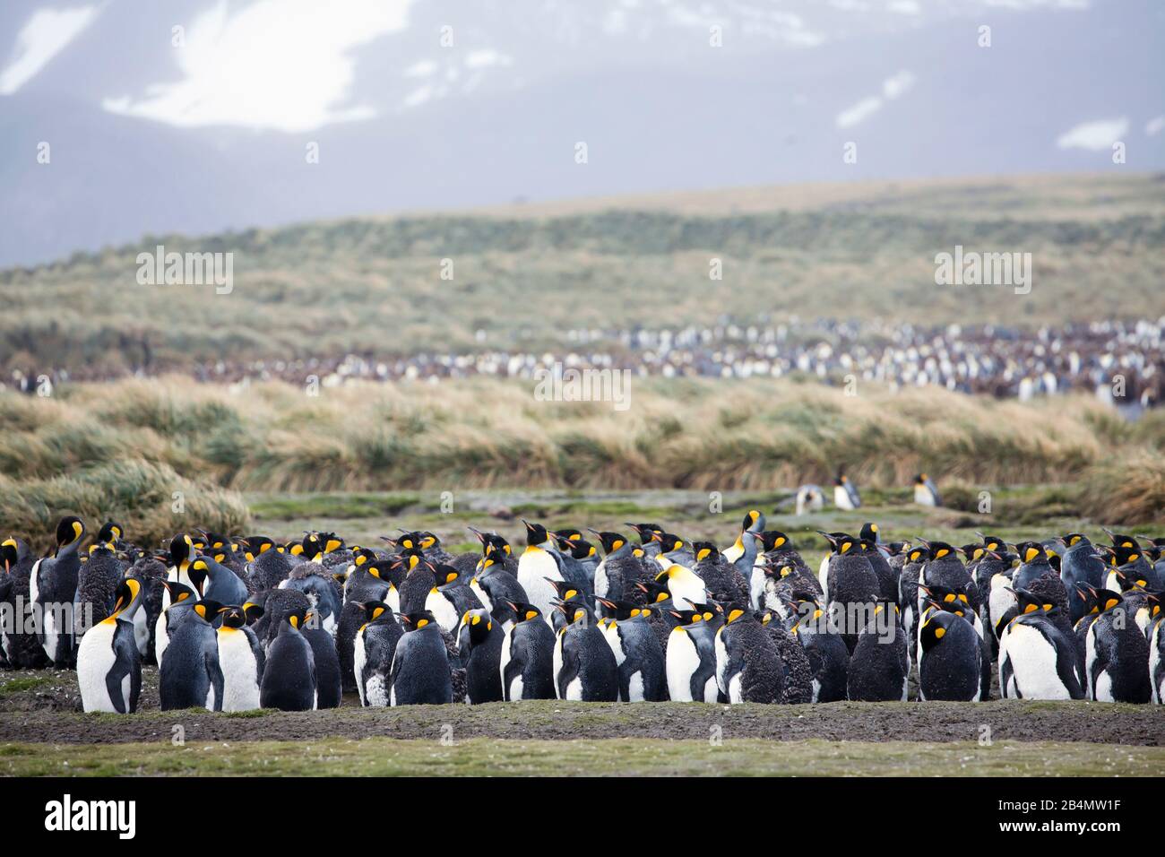 King Penguin (Aptenodytes patagonicus) colony, Salisbury Plain, South Georgia Stock Photo