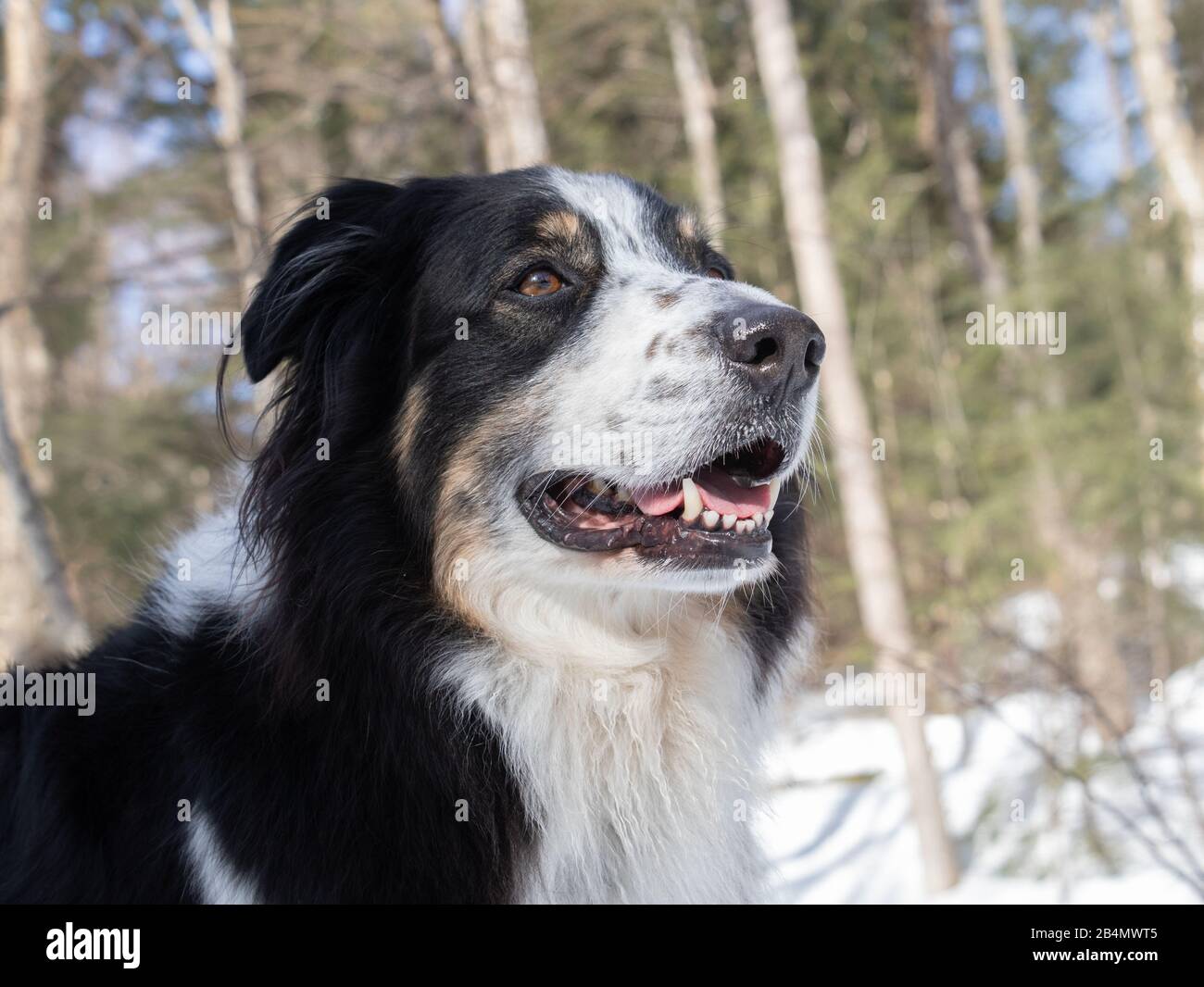 pix Black Border Collie Mix Australian Shepherd australian shepherd x border collie mix