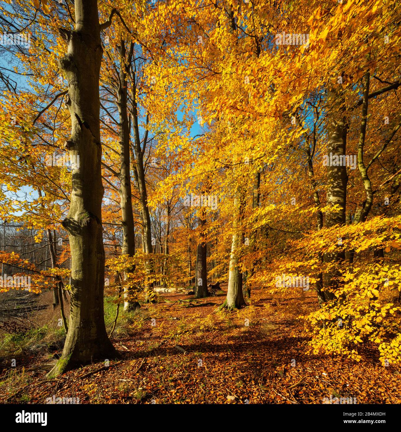 Deutschland, Mecklenburg-Vorpommern, Müritz-Nationalpark, Teilgebiet Serrahn, UNESCO Weltnaturerbe Buchenurwälder der Karpaten und Alte Buchenwälder D Stock Photo