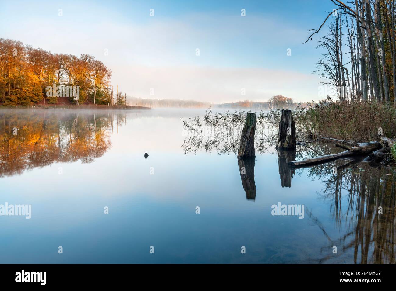 Deutschland, Mecklenburg-Vorpommern, Müritz-Nationalpark, Teilgebiet Serrahn, Morgennebel am Schweingartensee im Herbst, bunter Wald spiegelt sich Stock Photo