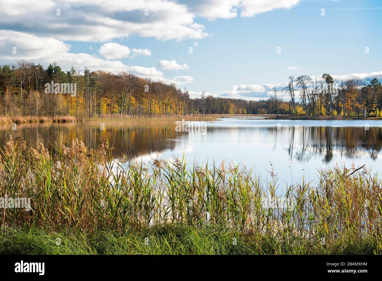 Deutschland, Mecklenburg-Vorpommern, Müritz-Nationalpark, Teilgebiet Serrahn, Schweingartensee 