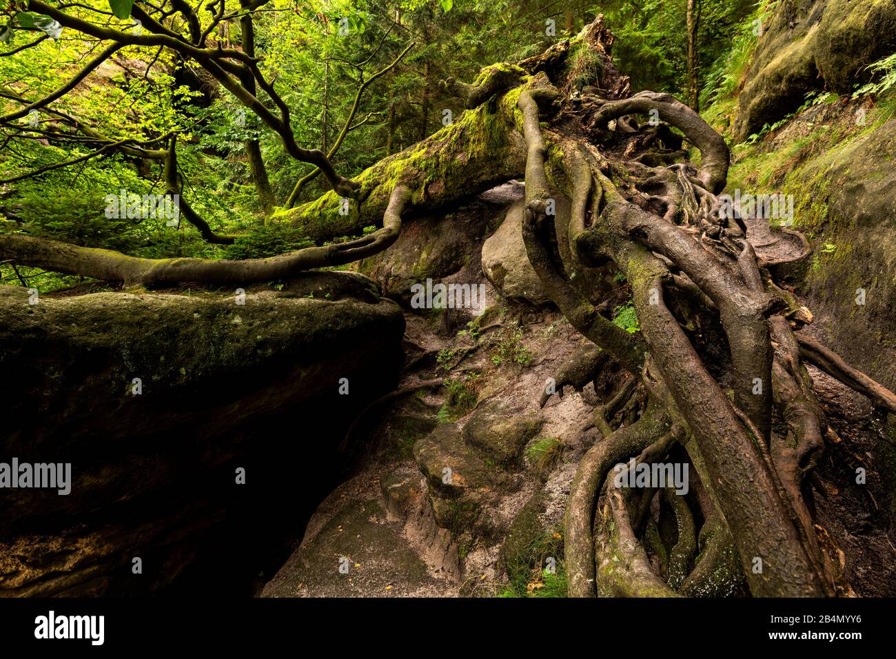 Aerial roots of a bent tree on the 'Zwillingsstiege', a via ferrata in Saxon Switzerland Stock Photo