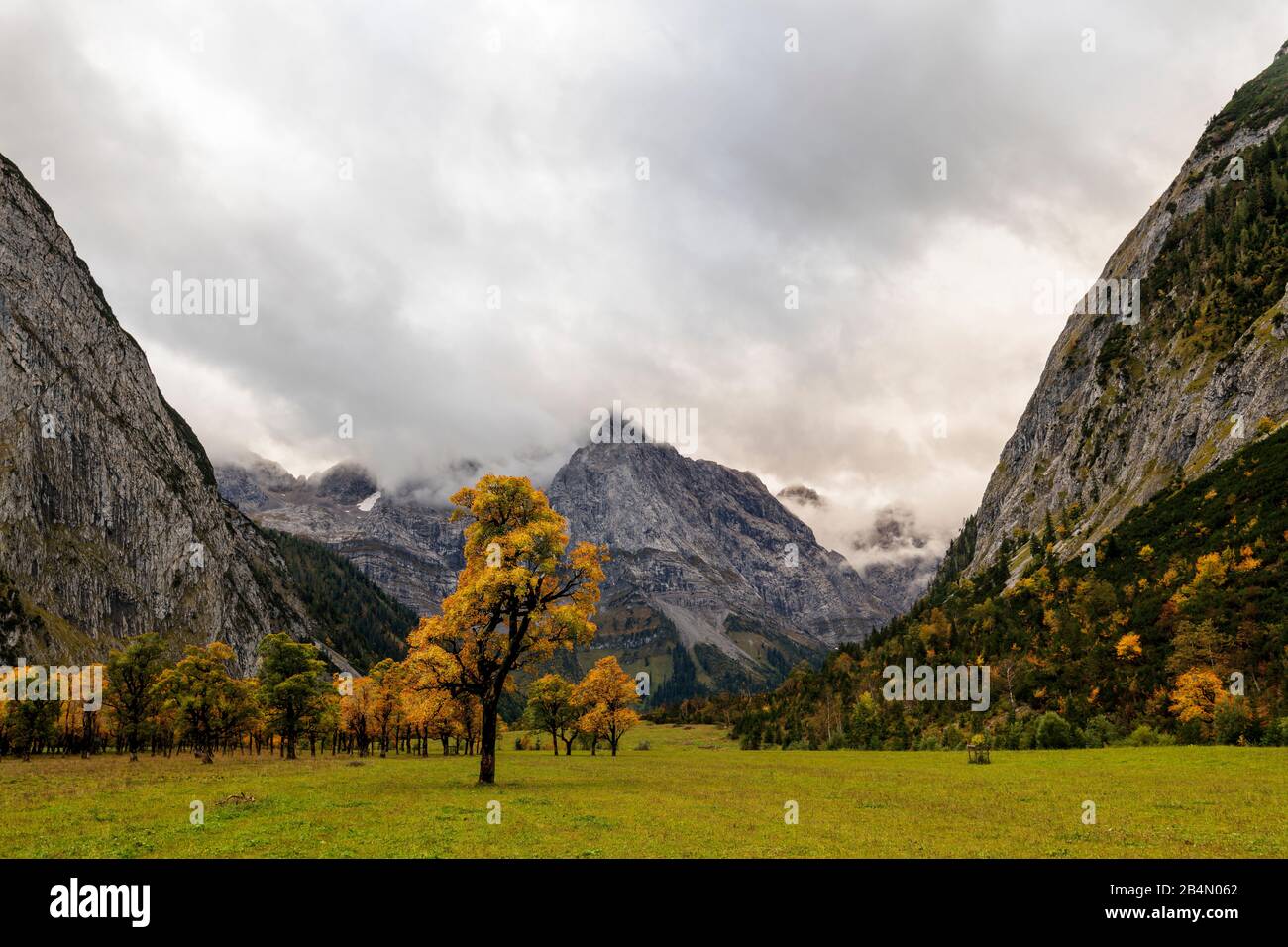 An old maple tree stands separately from the others in the autumn weather in the Ahornboden in the Austrian Alps, the Karwendel von Tirol. In the background the Lalidererspitze and dark clouds. Stock Photo