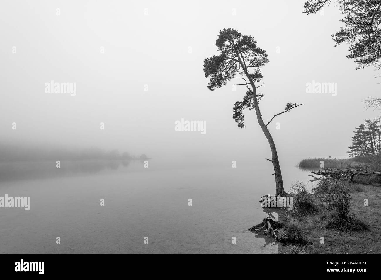 Lonely tree in autumn on the banks of the Fohnsee, the large Easter lake. Autumn mist and a dreary mood radiate calm. Stock Photo