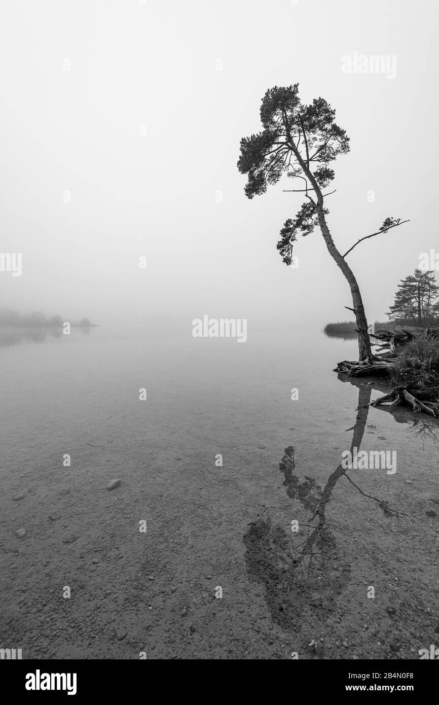 Lonely tree in autumn on the banks of the Fohnsee, the large Easter lake. Autumn mist and a dreary mood radiate calm. Stock Photo