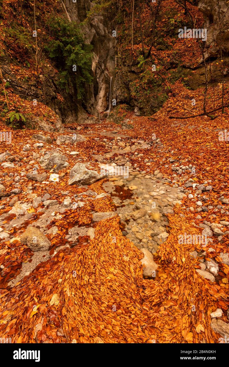 Accumulated leaves on a small stream in the Bavarian Prealps near Kochel in autumn. Stock Photo