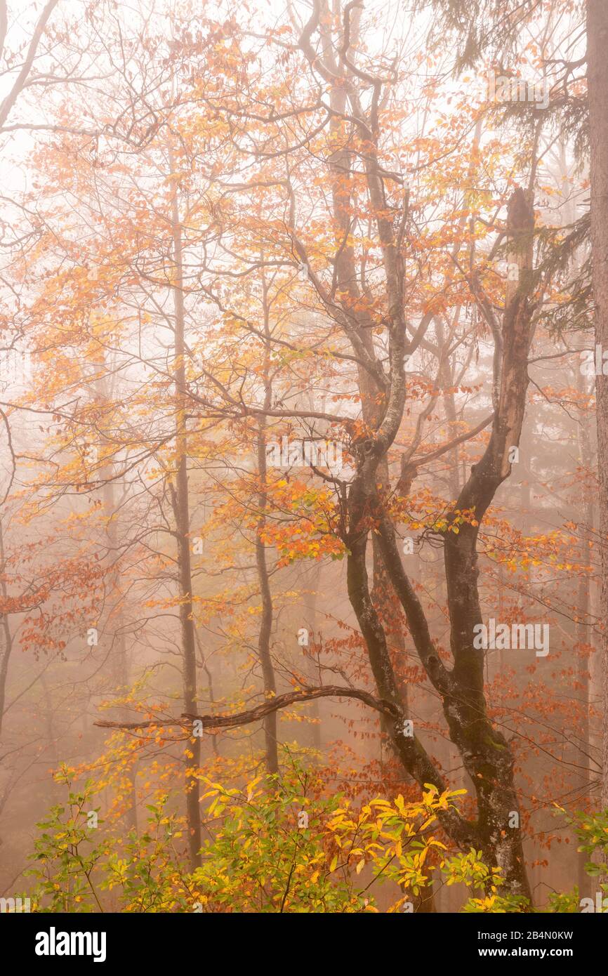 Old tree in the autumn fog with colorful foliage hi-res stock ...