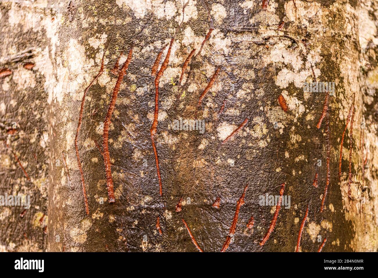 Animal scratch marks hi-res stock photography and images - Alamy