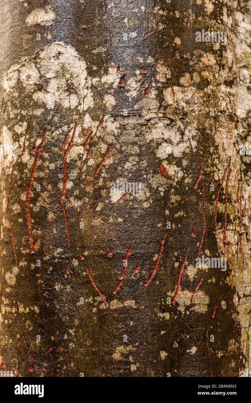 Animal scratch marks hi-res stock photography and images - Alamy