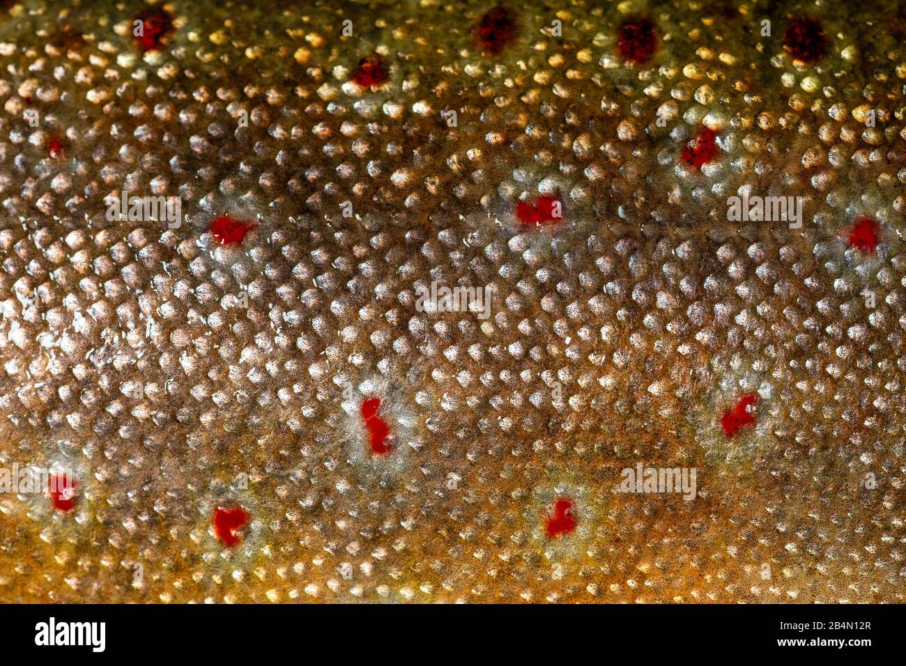 Fish skin or pattern of the brook trout Stock Photo