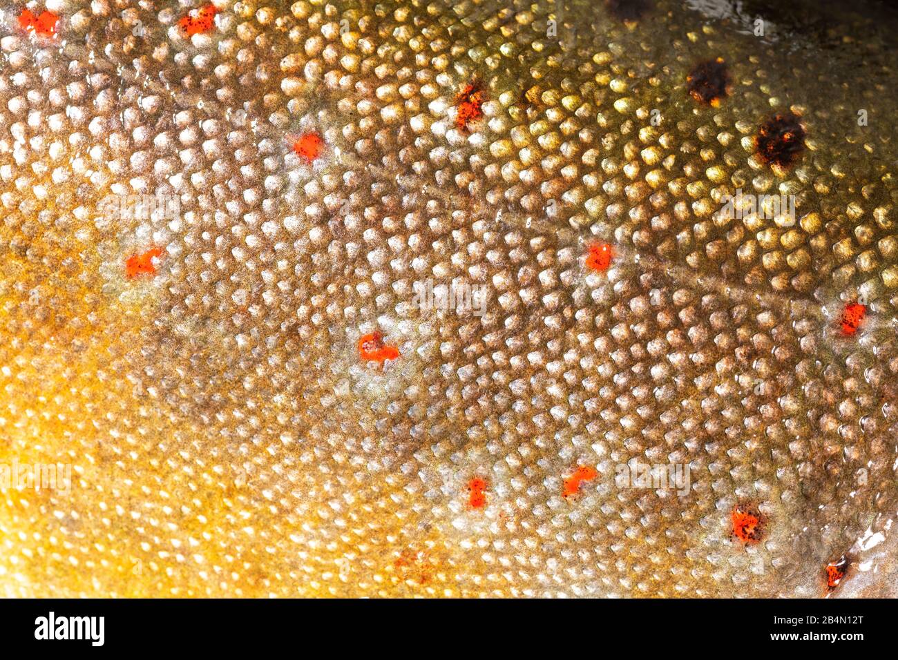 Fish skin pattern hires stock photography and images Alamy