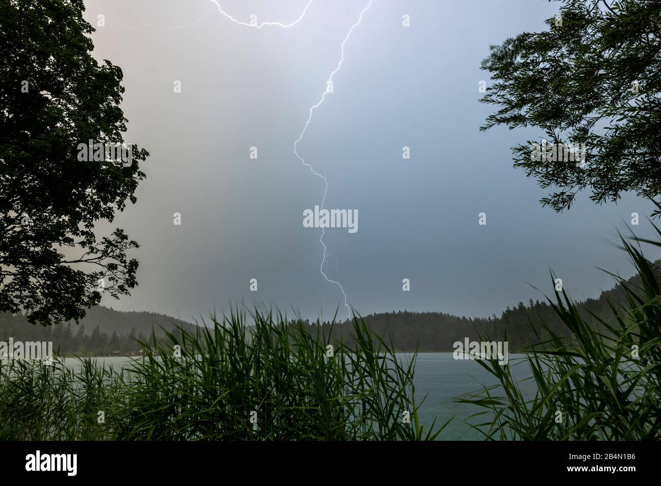Lightning on the banks of the Lautersee near Mittenwald, between reeds and trees Stock Photo
