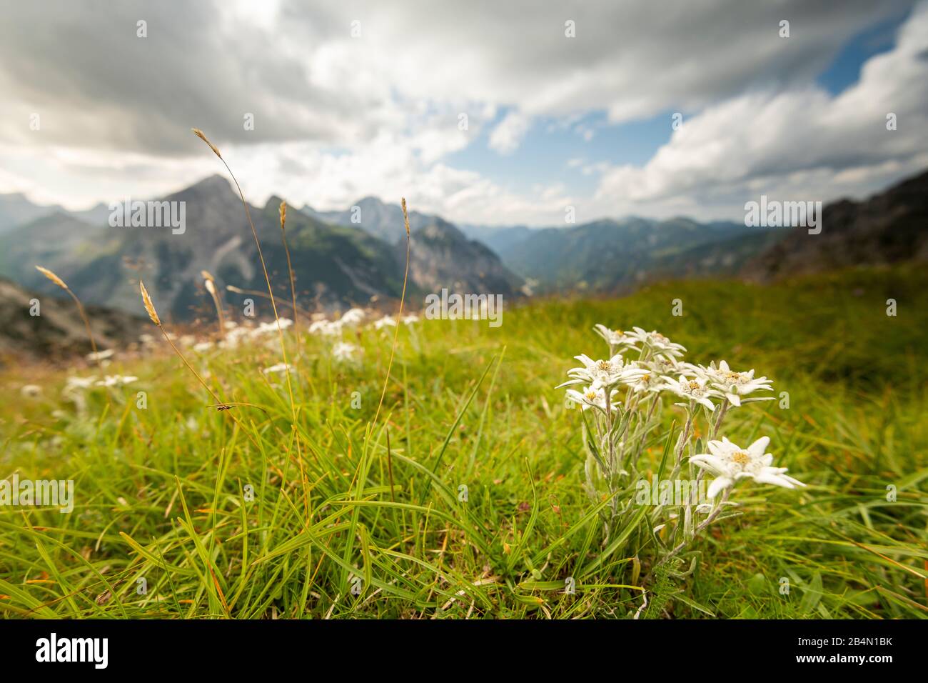 Edelweiss flowers hires stock photography and images Alamy