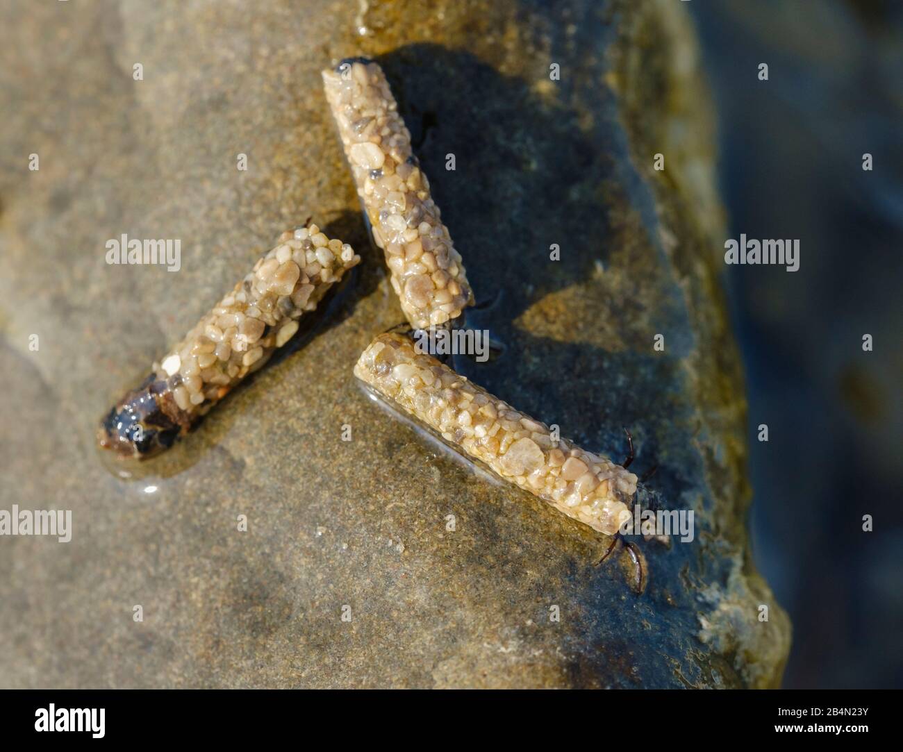 Caddis fly larvae (Trichoptera) on stone in Isar, Bavaria, Germany Stock Photo