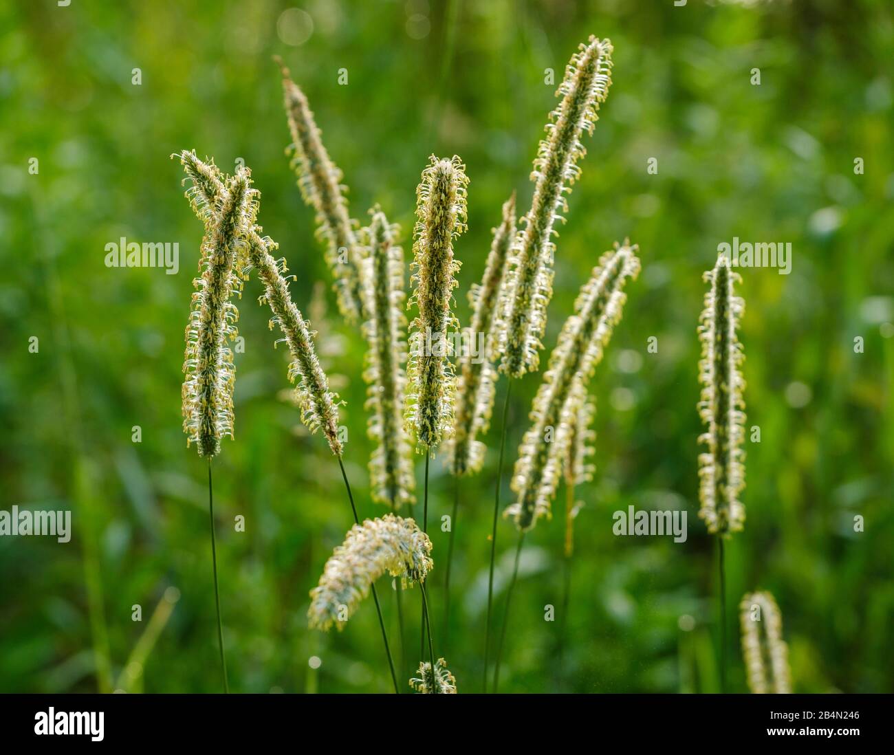 Panicles of meadow foxtail (Alopecurus pratensis), Bavaria, Germany Stock Photo