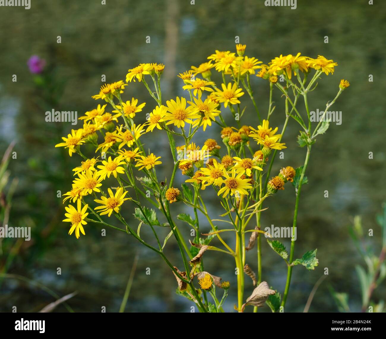 Alpine ragwort (jacobaea alpina), Isarauen nature reserve, Bavaria ...