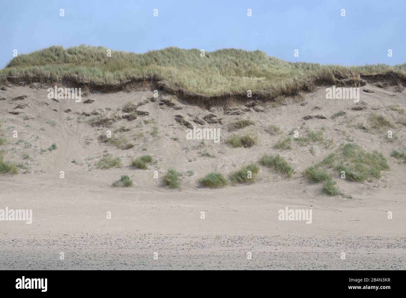 Dune landscape in summer, Hvide Sande, Ringkobing Fjord, North Sea, Midtjylland, Central Jutland, Denmark Stock Photo