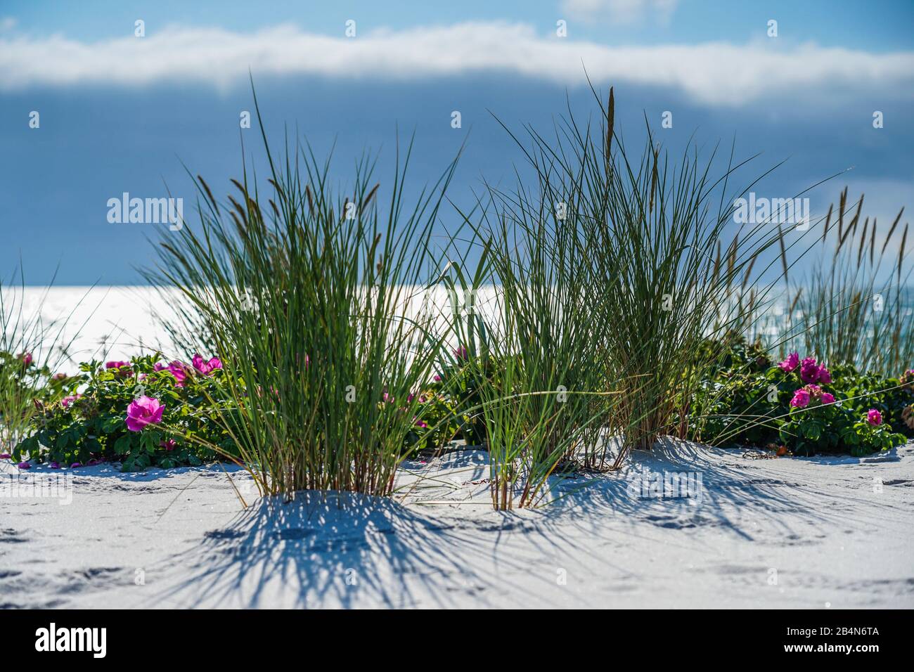 Baltic Sea with golden yellow beach grass in the sunlight, summer on the Baltic Sea and grasses on the beach, beautiful clouds on the beach of the Baltic Sea, long shadow of the beach grass on the dune Stock Photo