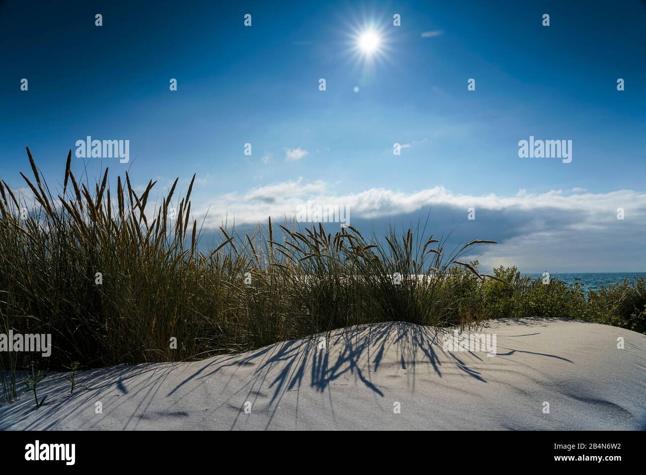 Baltic Sea with golden yellow beach grass in the sunlight, summer on the Baltic Sea and grasses on the beach, beautiful clouds on the beach of the Baltic Sea, long shadow of the beach grass on the dune Stock Photo