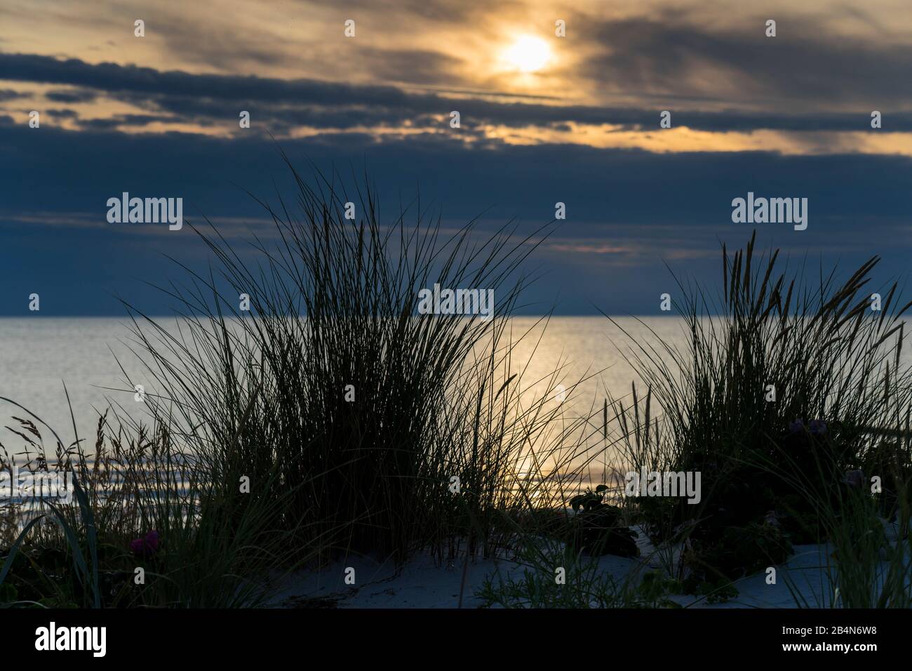 Baltic Sea with golden yellow beach grass in the sunlight, summer on the Baltic Sea and grasses on the beach, beautiful clouds on the beach of the Baltic Sea, long shadow of the beach grass on the dune Stock Photo