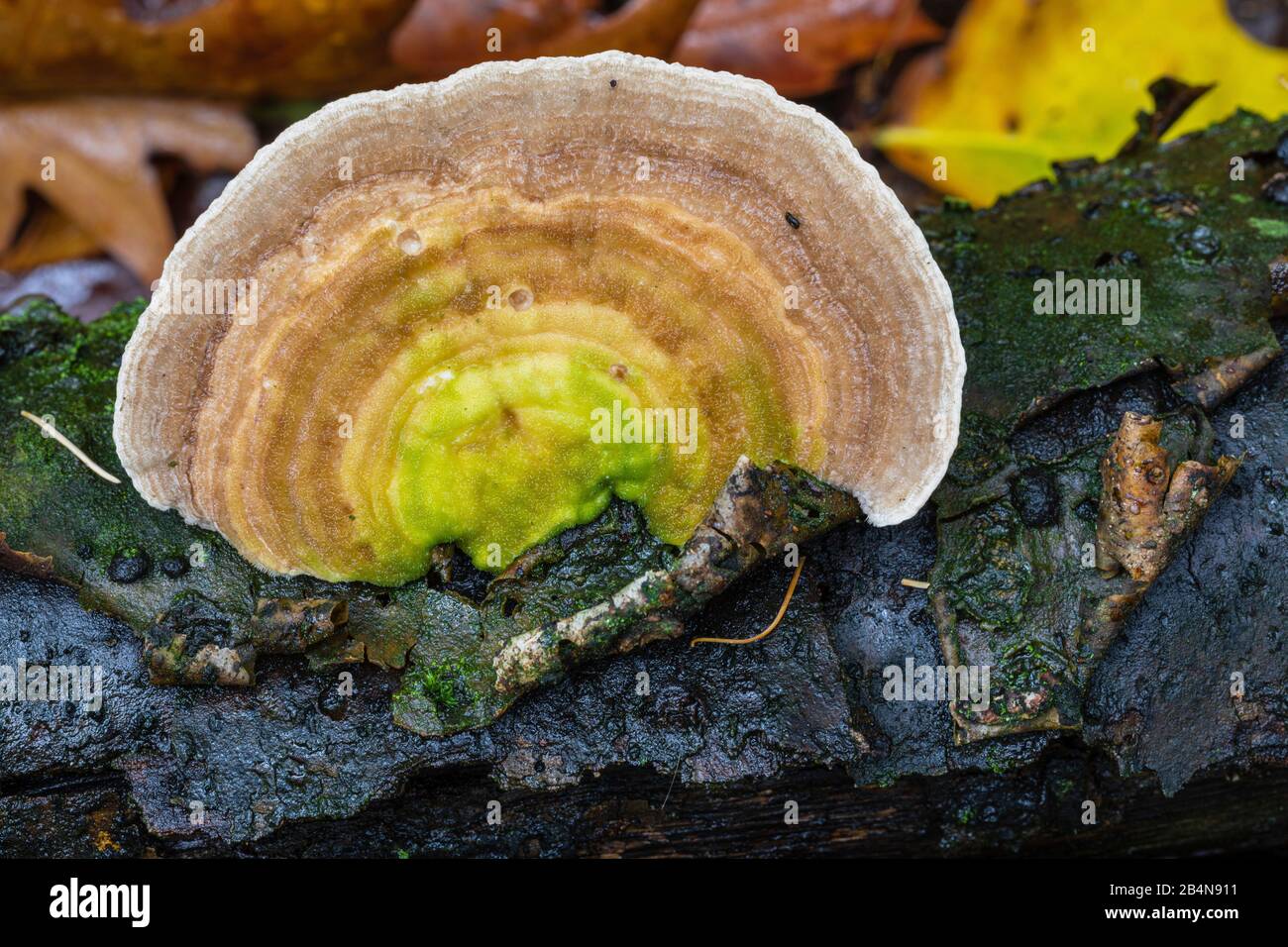 Butterfly tramete (Trametes versicolor), fruiting, autumn forest Stock Photo