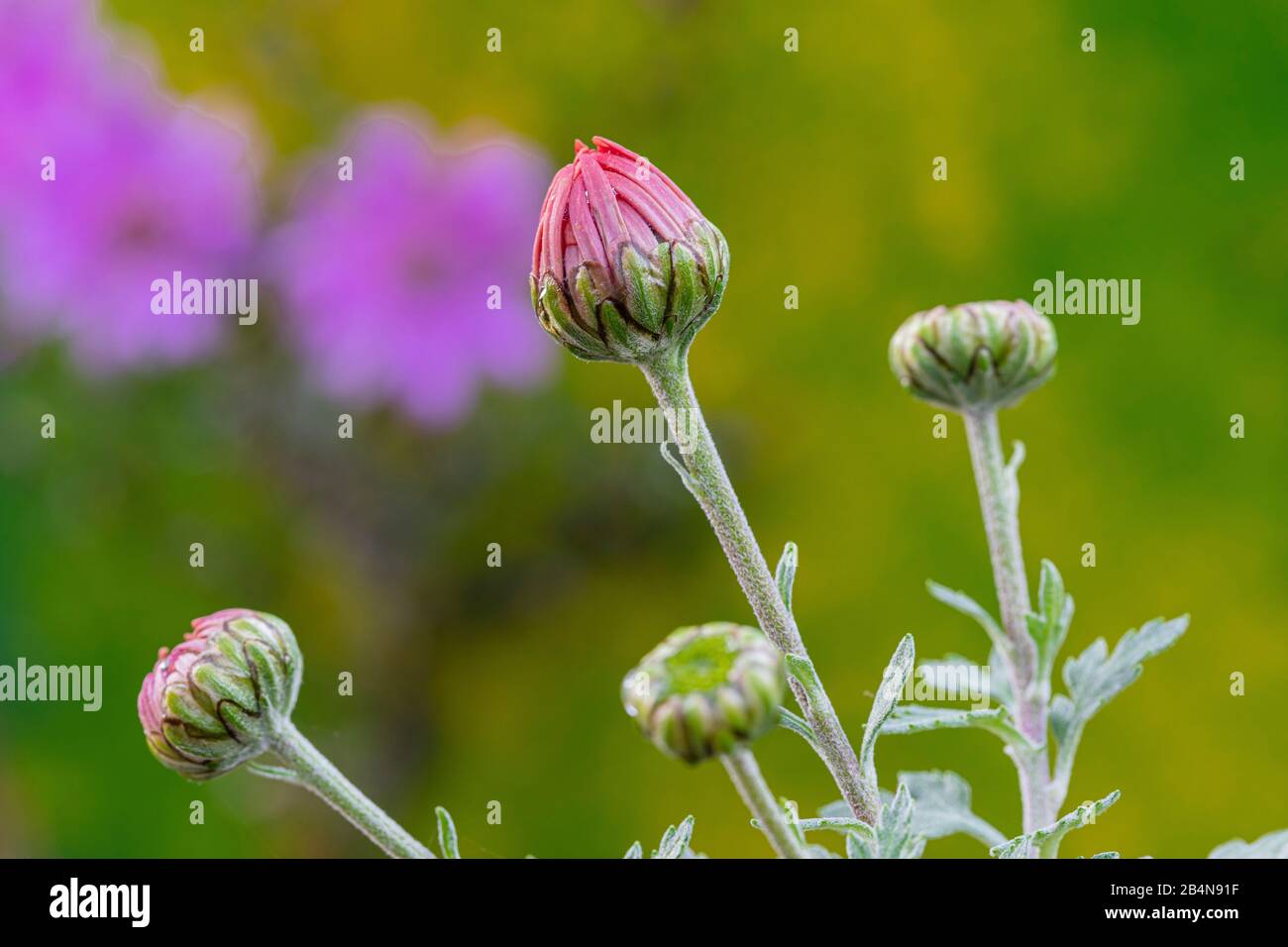 Chrysanthemum buds hires stock photography and images Alamy