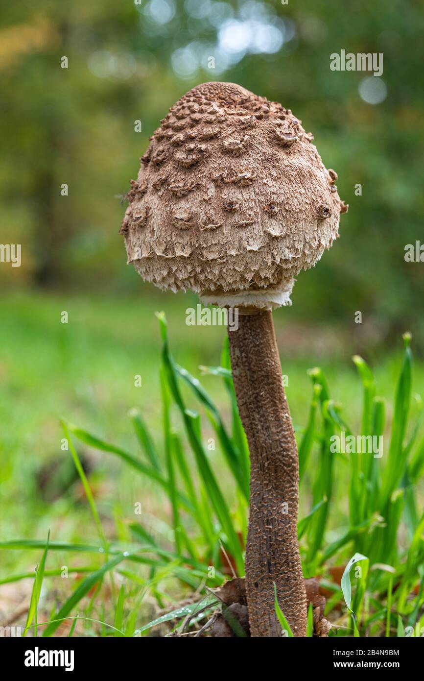 parasol mushroom,  Macrolepiota procera,  meadow, autumn Stock Photo