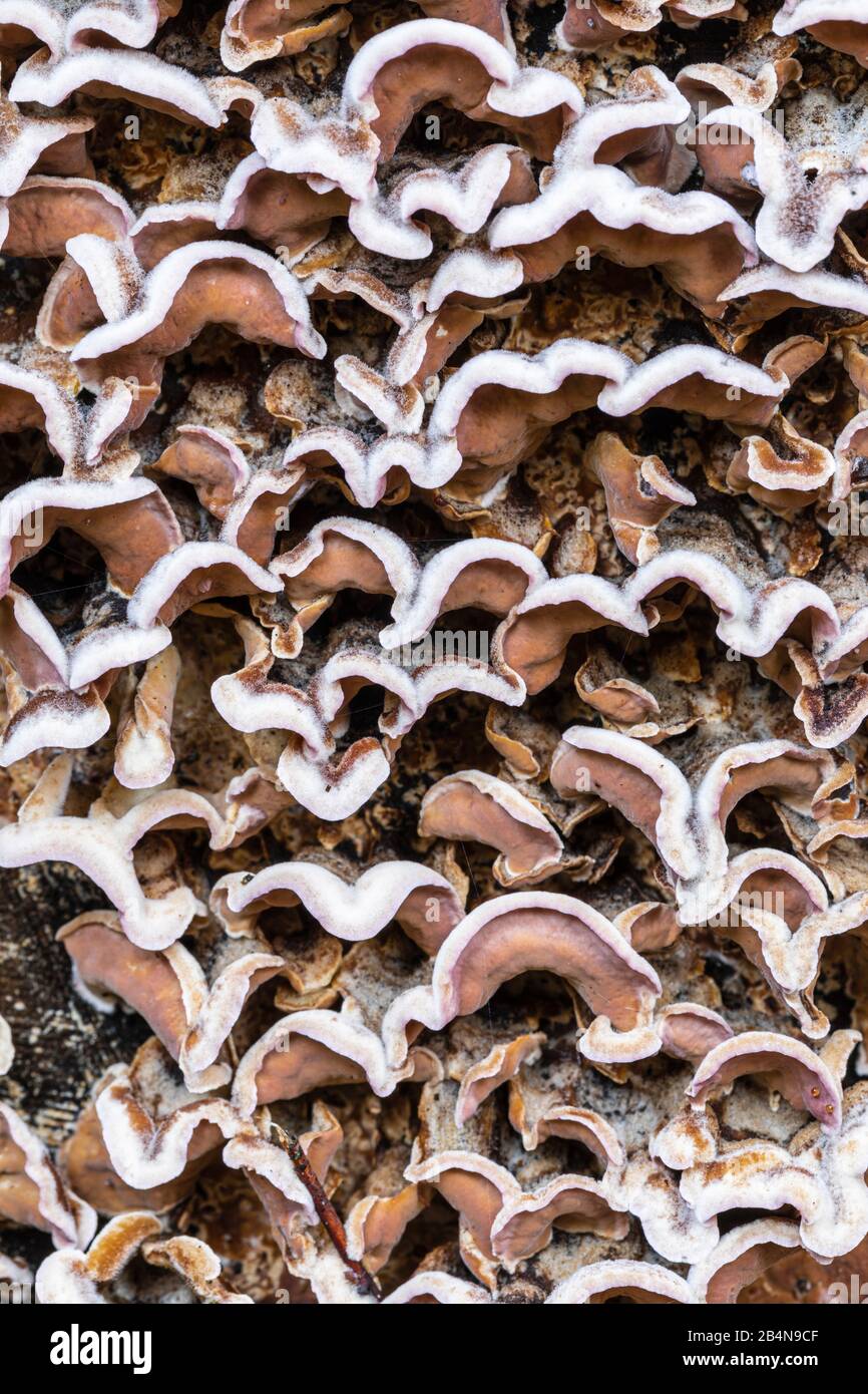 Coarse layered mushroom, Stereum hirsutum, background picture Stock Photo